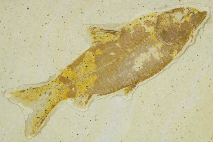 Detailed Fossil Fish (Knightia) - Wyoming #363889